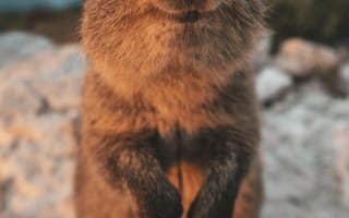 Картинка квокка, животное, природа, пейзаж, море, счастье, фото