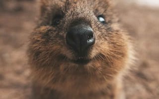 Картинка квокка, животное, природа, милота, фото, пейзаж, австралия