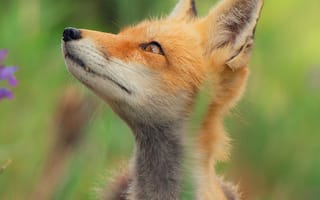 Картинка лисица, природа, животные, фото, пейзаж, зелень, красота