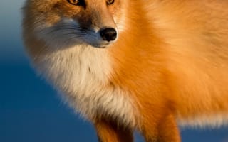 Картинка лисица, животные, природа, дикая природа, фото, обои, мех