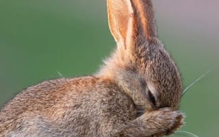 Картинка кролик, животные, природа, мягкий, пейзаж, зеленый, пухлый