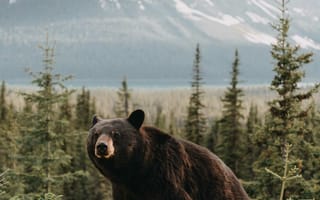 Картинка медведь, природа, горы, лес, животные, пейзаж, дикая природа
