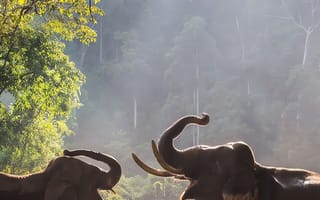 Картинка слоны, природа, водоем, лес, животные, свет, пейзаж, мир, вода, зеленый