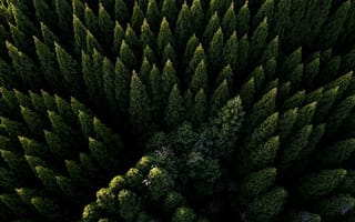 Картинка лес, деревья, природа, зеленый, пейзаж, фотография, обои