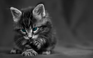 Картинка котенок, глаза, черно-белый, мягкий, питомец, фото, животное