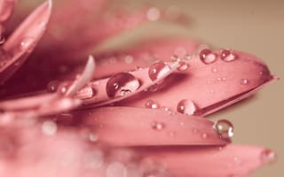 Картинка цветок, капли, розовый, макро, природа, петли, красота