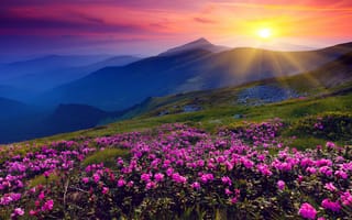 Картинка закат, горы, цветы, природа, пейзаж, красота, вдохновение