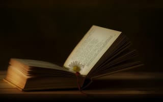 Картинка книга, цветок, страницы, чтение, доска, освещение, мир