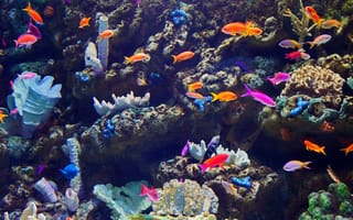 Картинка аквариум, рыбы, кораллы, подводный мир, цветные, океан, природа
