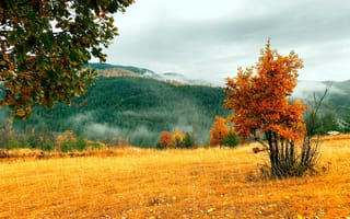 Картинка осень, пейзаж, природа, деревья, горы, туман, желтые листья