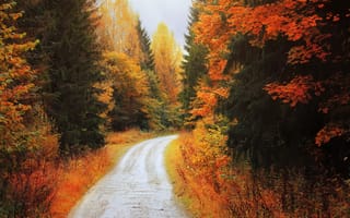 Картинка осень, пейзаж, дорога, природа, лес, цвета, пейзажный