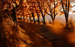 Картинка осень, деревья, пейзаж, дорога, природа, золотые листья, пейзажный фон