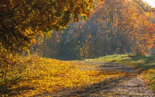 Картинка осень, пейзаж, природа, деревья, листья, дорожка, цвета