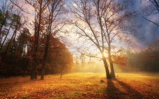 Картинка осень, пейзаж, деревья, солнце, природа, туман, мир