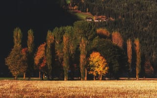 Картинка осень, пейзаж, деревья, природа, поля, цвета, свет