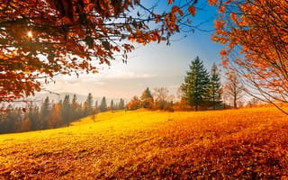 Картинка осень, пейзаж, природа, деревья, солнце, горизонт, золотые листья