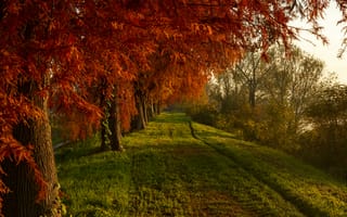 Картинка осень, пейзаж, деревья, красный, природа, дорожка, свет
