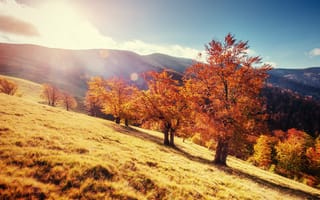 Картинка осень, природа, деревья, пейзаж, горы, солнце, трава