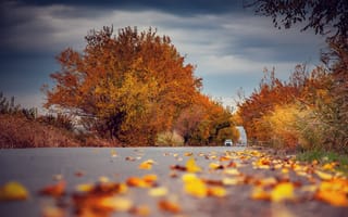 Картинка осень, дорога, листья, природа, пейзаж, деревья, пейзажный фон