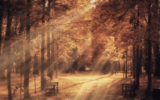 Картинка осень, лес, пейзаж, природа, свет, деревья, дорожка