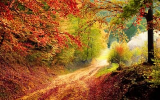 Картинка осень, пейзаж, деревья, дорога, природа, цвета, листья, пейзажный фон