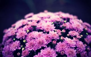 Картинка цветы, пурпурный, природа, красота, фото, обои, растения
