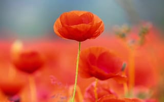 Картинка цветы, мак, природа, красный, пейзаж, лето, красота