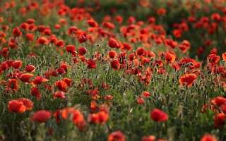 Картинка мак, поля, цветы, природа, лето, красный, пейзаж