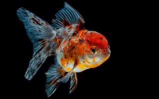 Картинка рыба, золотая рыбка, аквариум, водный мир, животные, красота, плавники