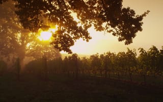 Картинка виноградник, закат, природа, деревья, пейзаж, туман, солнце
