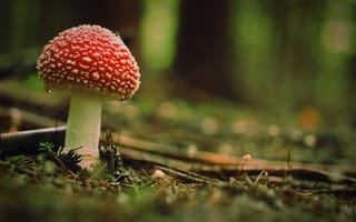 Картинка гриб, лес, природа, красный, фото, обои, макро