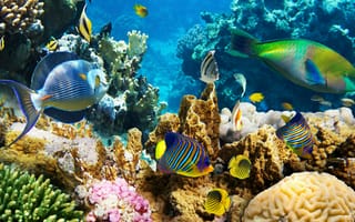 Картинка кораллы, рыбы, океан, подводный мир, природа, экзотика, водоросли, цвета, глубина, морская жизнь