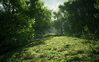 Картинка лес, природа, деревья, травы, пейзаж, освещение, зелень