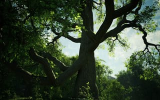 Картинка дерево, природа, зелень, ландшафт, освещение, лето, пейзаж