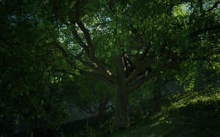 Картинка дерево, природа, зелень, лес, пейзаж, освещение, фотография