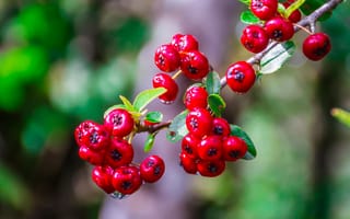 Картинка ягоды, красный, растение, природа, фото, фон, декор