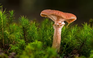 Картинка гриб, природа, лес, мох, фото, обои, растения