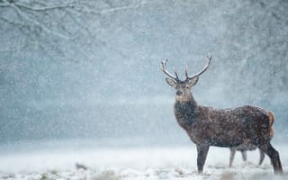 Картинка олень, зима, снег, природа, животные, пейзаж, лес