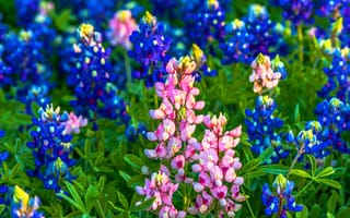 Картинка цветы, природа, синий, розовый, пейзаж, лето, красота