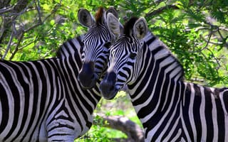 Картинка зебры, природа, животные, африка, черно-белый, фото, обои