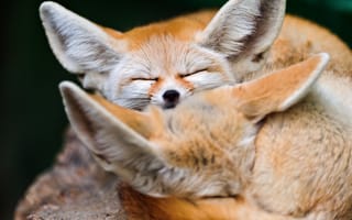 Картинка лисицы, животные, природа, мягкие, сон, пух, милота