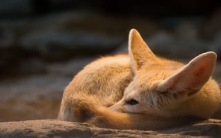 Картинка фенек, животное, песчаная лисица, дикая природа, мягкий, уши, сон
