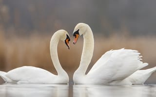 Картинка лебеди, природа, водоем, красота, пара, романтика, птицы