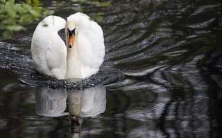 Картинка лебедь, природа, водоем, отражение, птицы, спокойствие, водная поверхность
