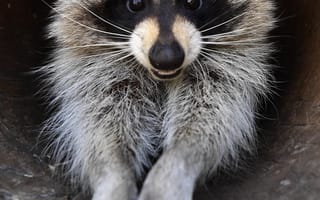 Картинка енот, животное, природа, портрет, друзья, мягкий, пухлый