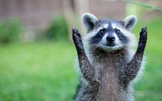 Картинка енот, животное, природа, зеленый, питомец, мило, фото