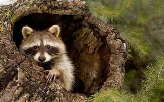 Картинка енот, природа, животные, лес, дерево, дикая природа, пейзаж