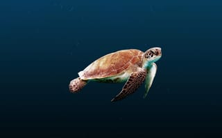 Картинка черепаха, океан, подводный мир, животные, природа, мир, глубина