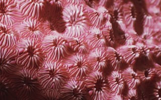 Картинка кораллы, океан, природа, текстура, розовый, подводный мир, морская жизнь