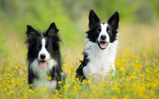 Картинка собаки, бордер колли, природа, цветы, счастливые, пейзаж, лето